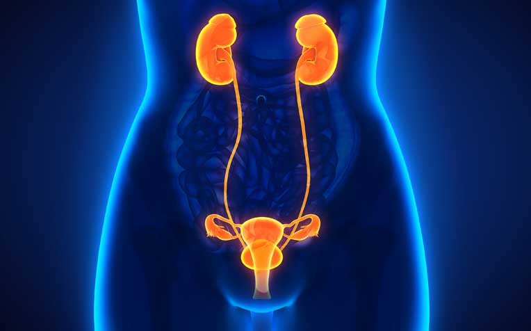 The urinary tract highlighted in the human body
