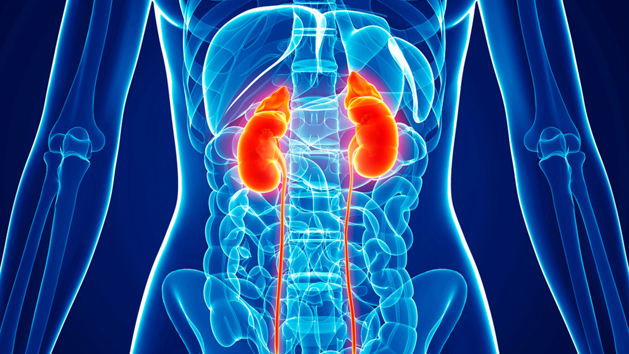 A image of your kidneys highlighted in your body